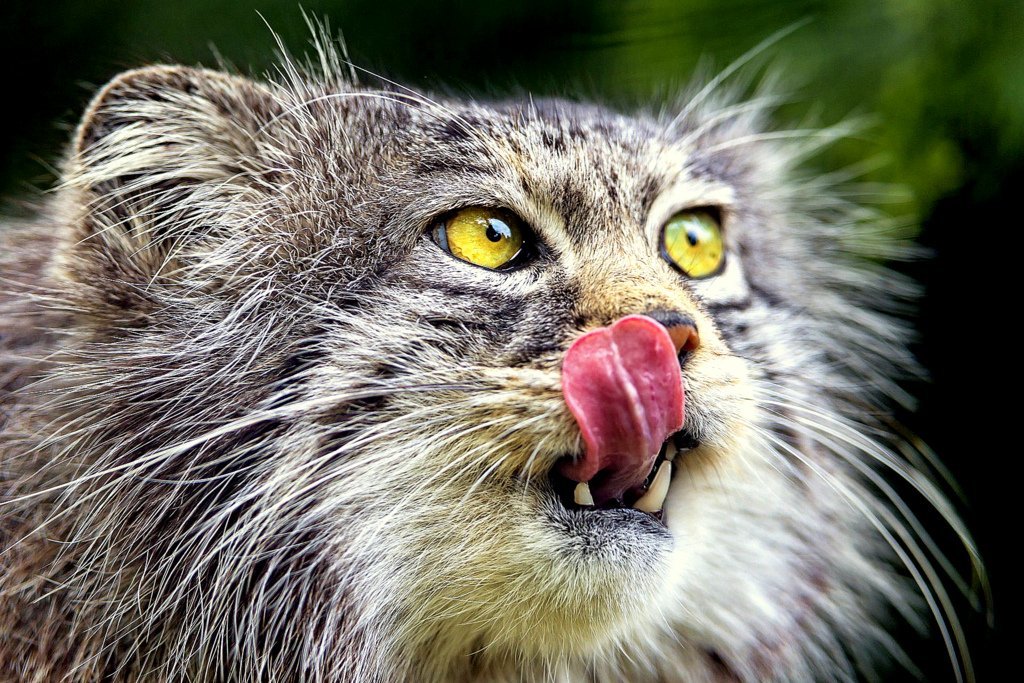 Steppe cat Manul - cat, Wild animals, Predator, The photo, Longpost, Pallas' cat