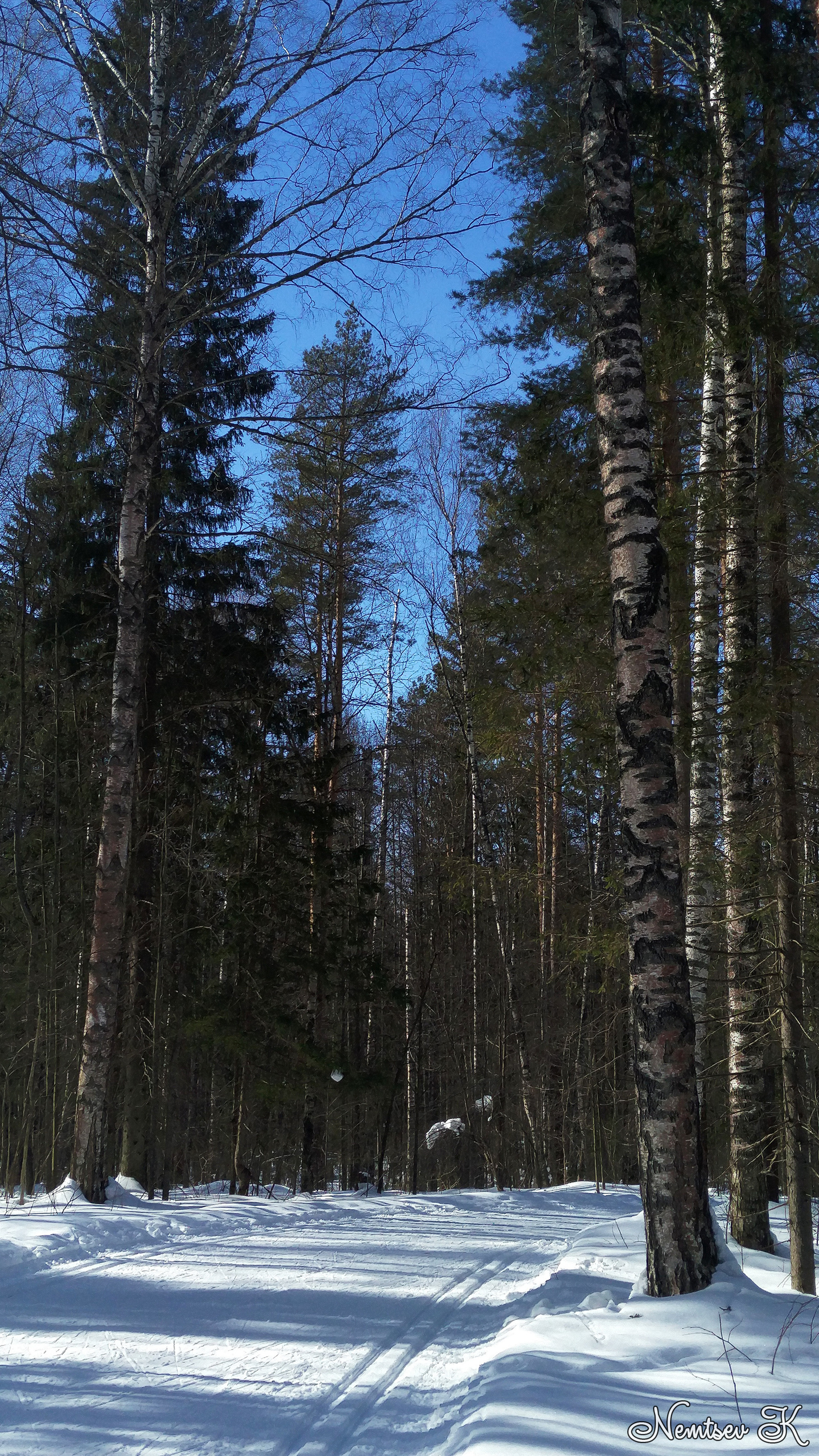 Last ski weekend - My, Mari El, The photo, Nature, Forest, Skis, Longpost