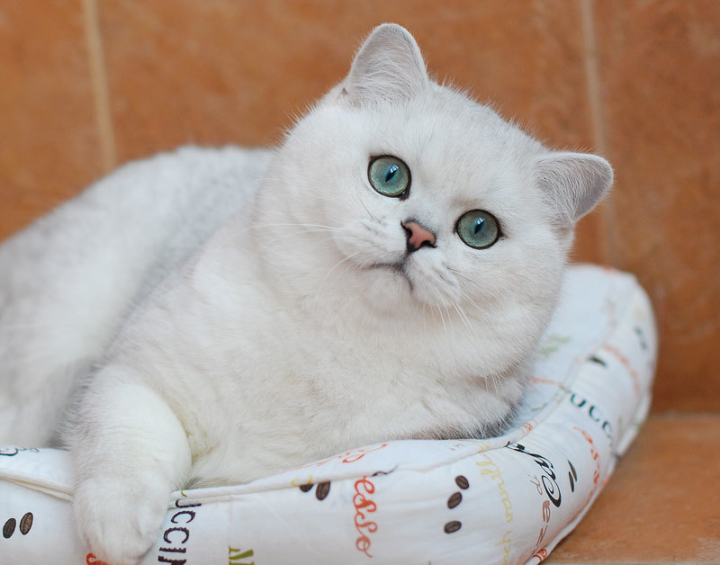 Why White Cats Are Not White or Simple Cat Genetics 5 - cat, Genetics, Color, Longpost