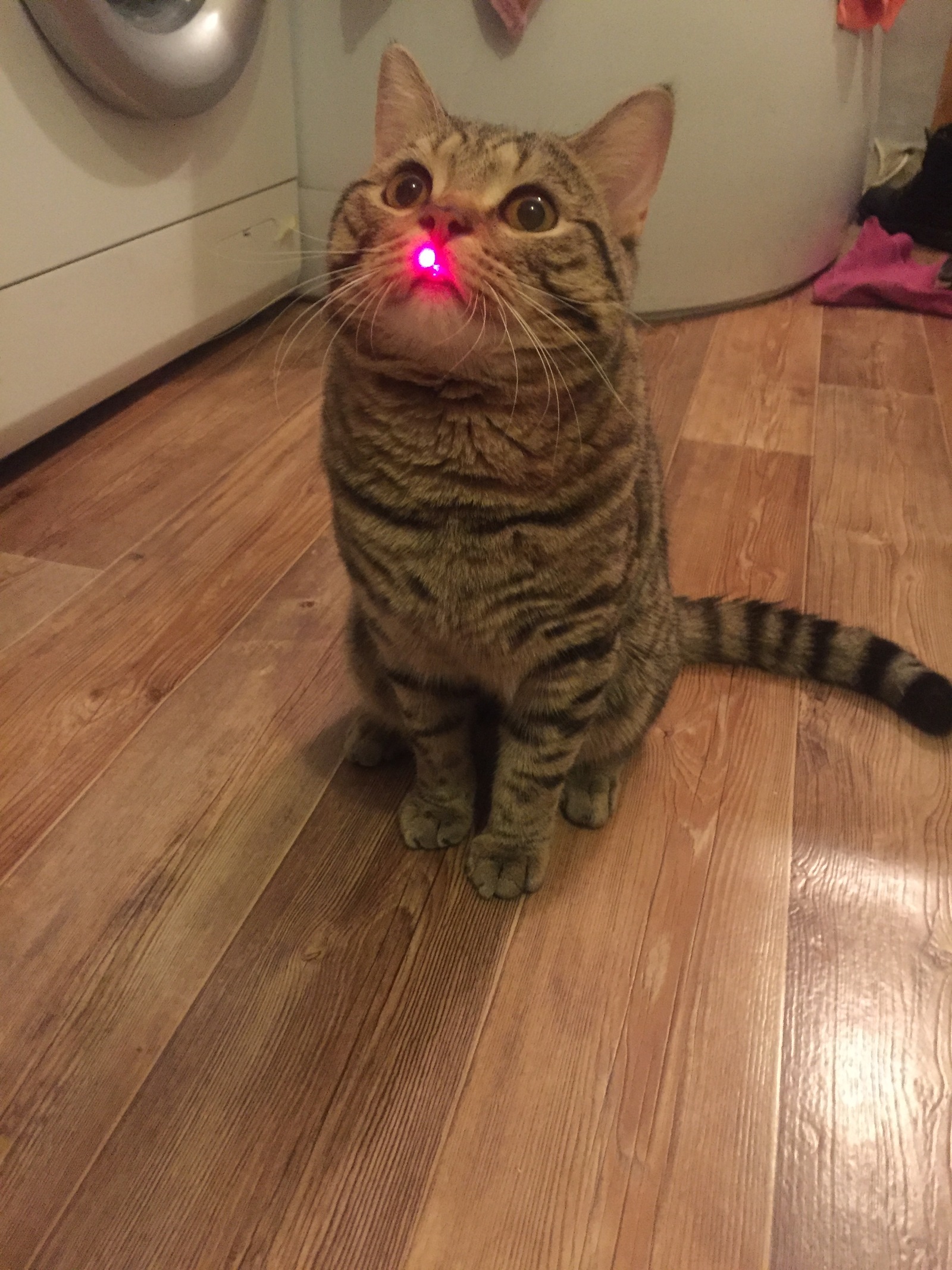 Red dot - My, cat, Red dot, Astonishment, Images