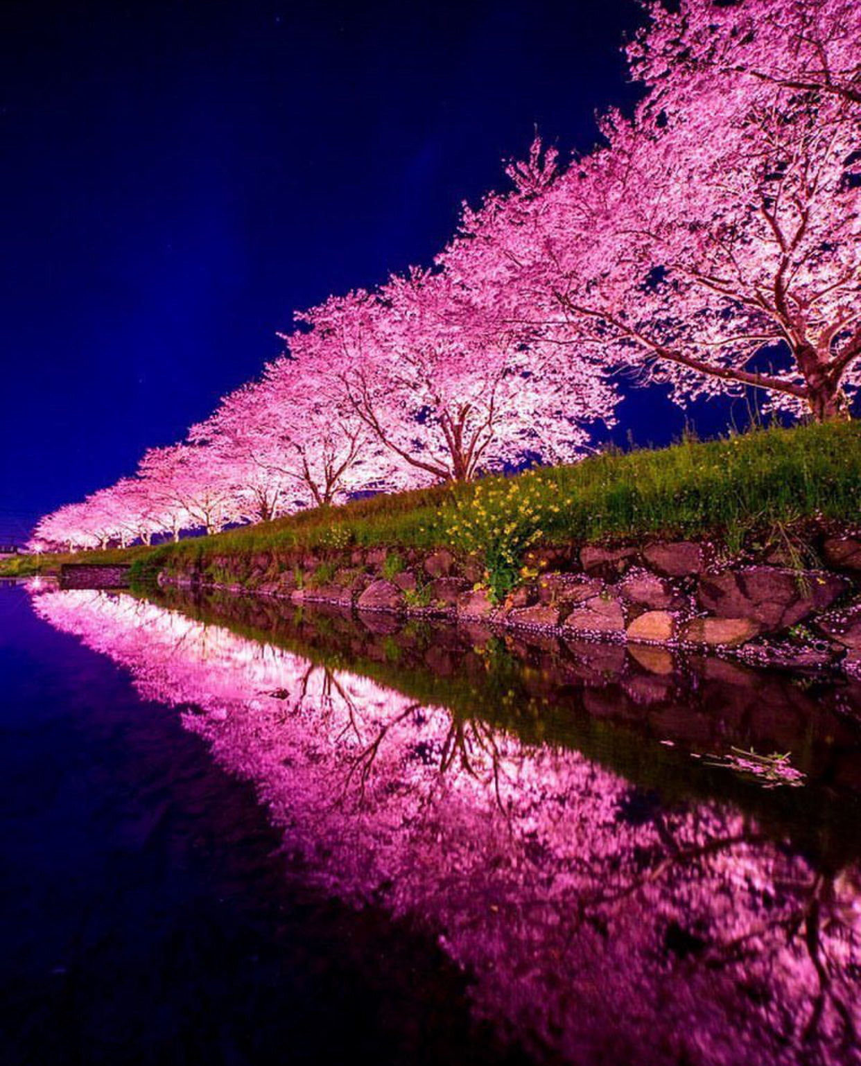 Spring - Spring, Sakura, Flowers, beauty, The photo