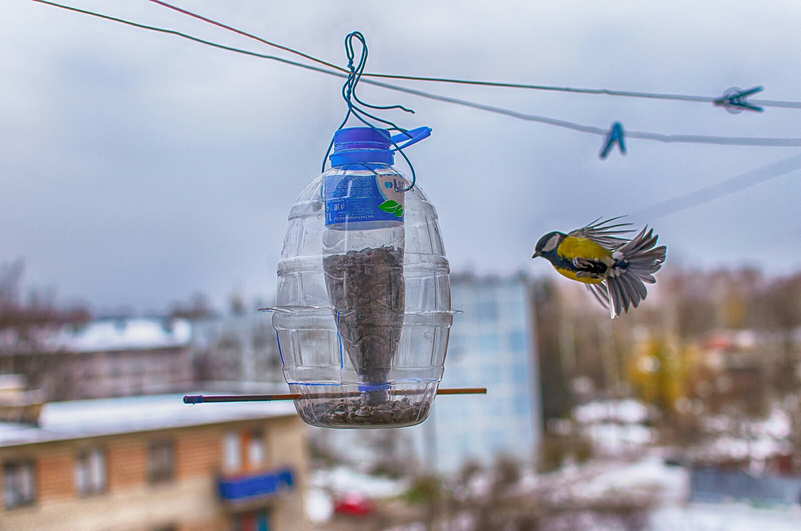 Tits on the feeder - My, Birds, Tit, Trough, The photo, Longpost