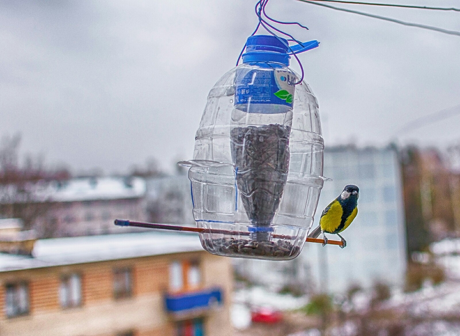 Tits on the feeder - My, Birds, Tit, Trough, The photo, Longpost