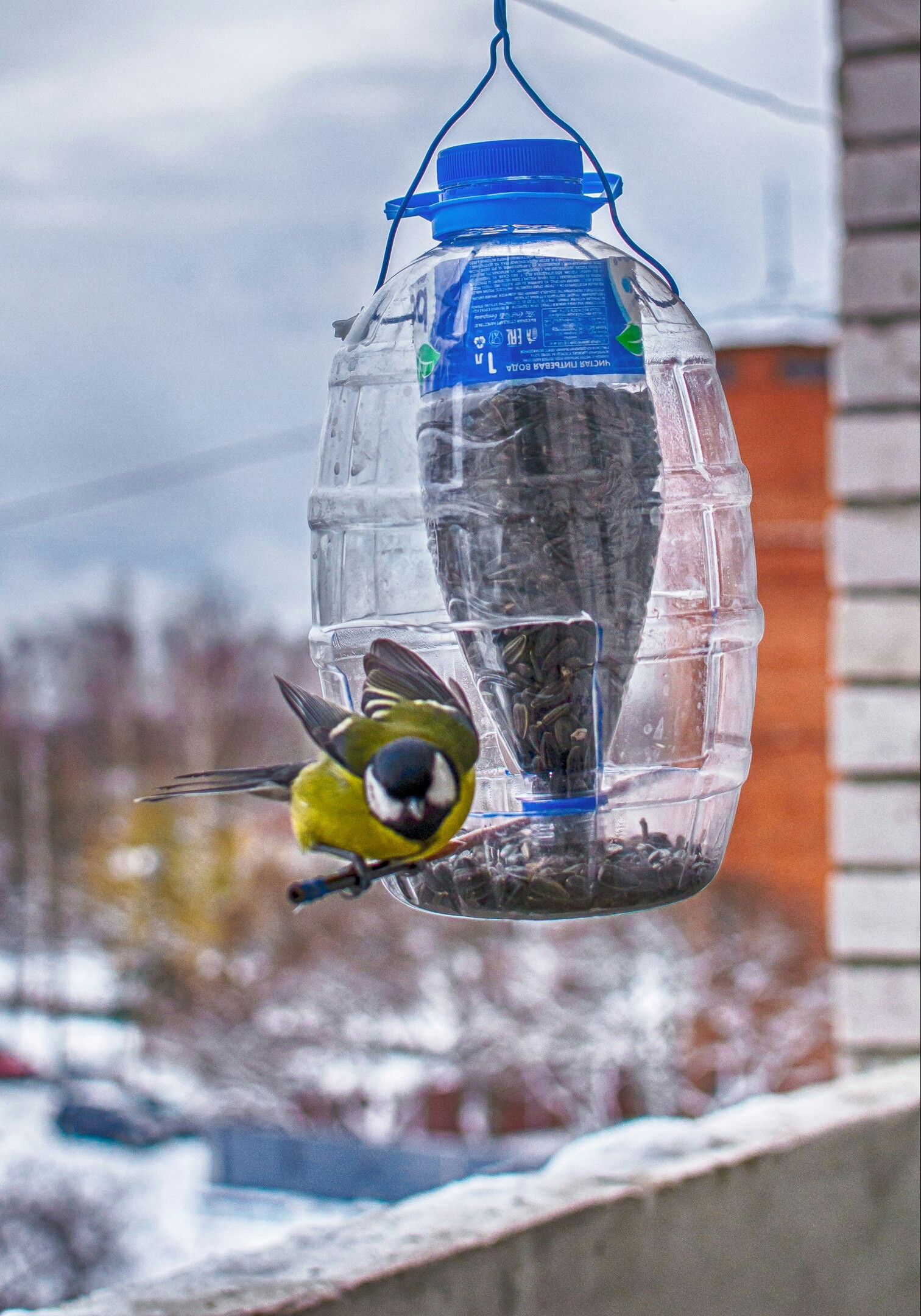 Tits on the feeder - My, Birds, Tit, Trough, The photo, Longpost