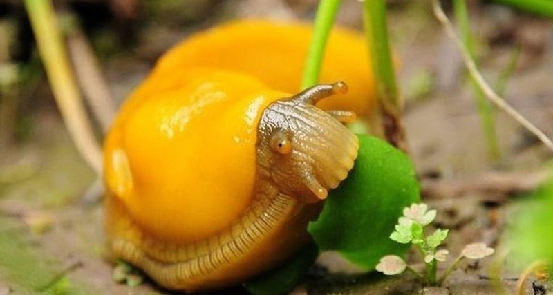 Everything you never wanted to know about banana slugs - Slug, Slug, Popular mechanics, 