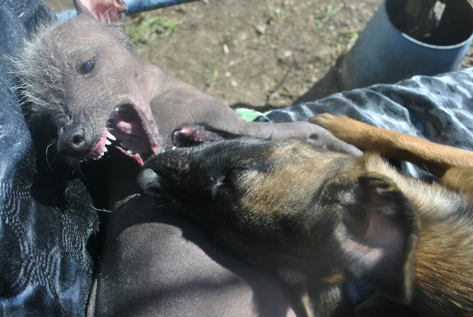 Games - My, Dog, , Xoloitzcuintli, cat, Breed, Longpost