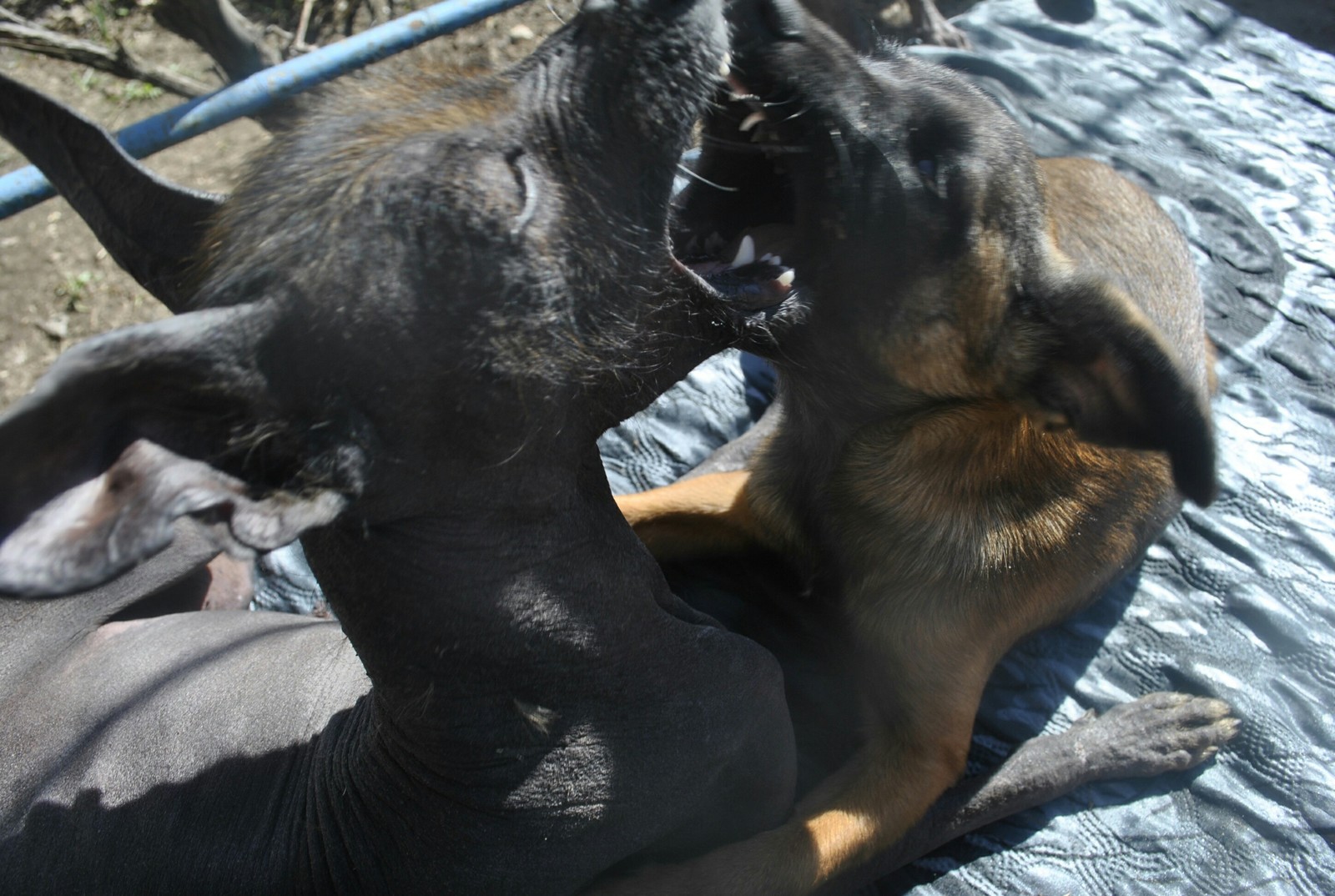 Games - My, Dog, , Xoloitzcuintli, cat, Breed, Longpost