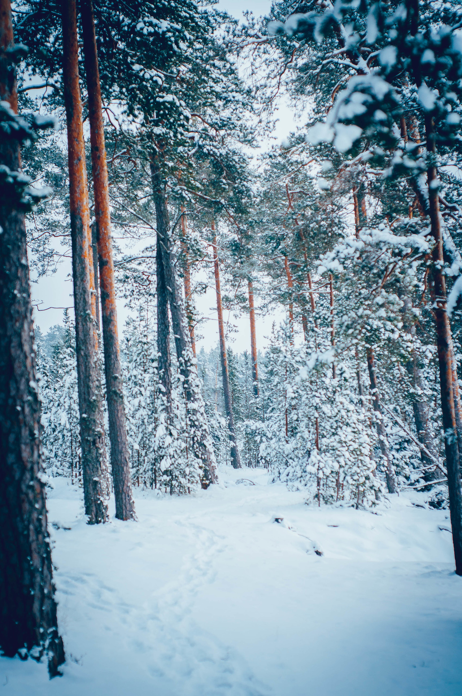 Primorskoye Highway, Gulf of Finland. - My, The Gulf of Finland, Primorskoye Shosse, Road, Snow, Winter, Volkswagen Golf II, Leningrad region, Snowfall, Longpost