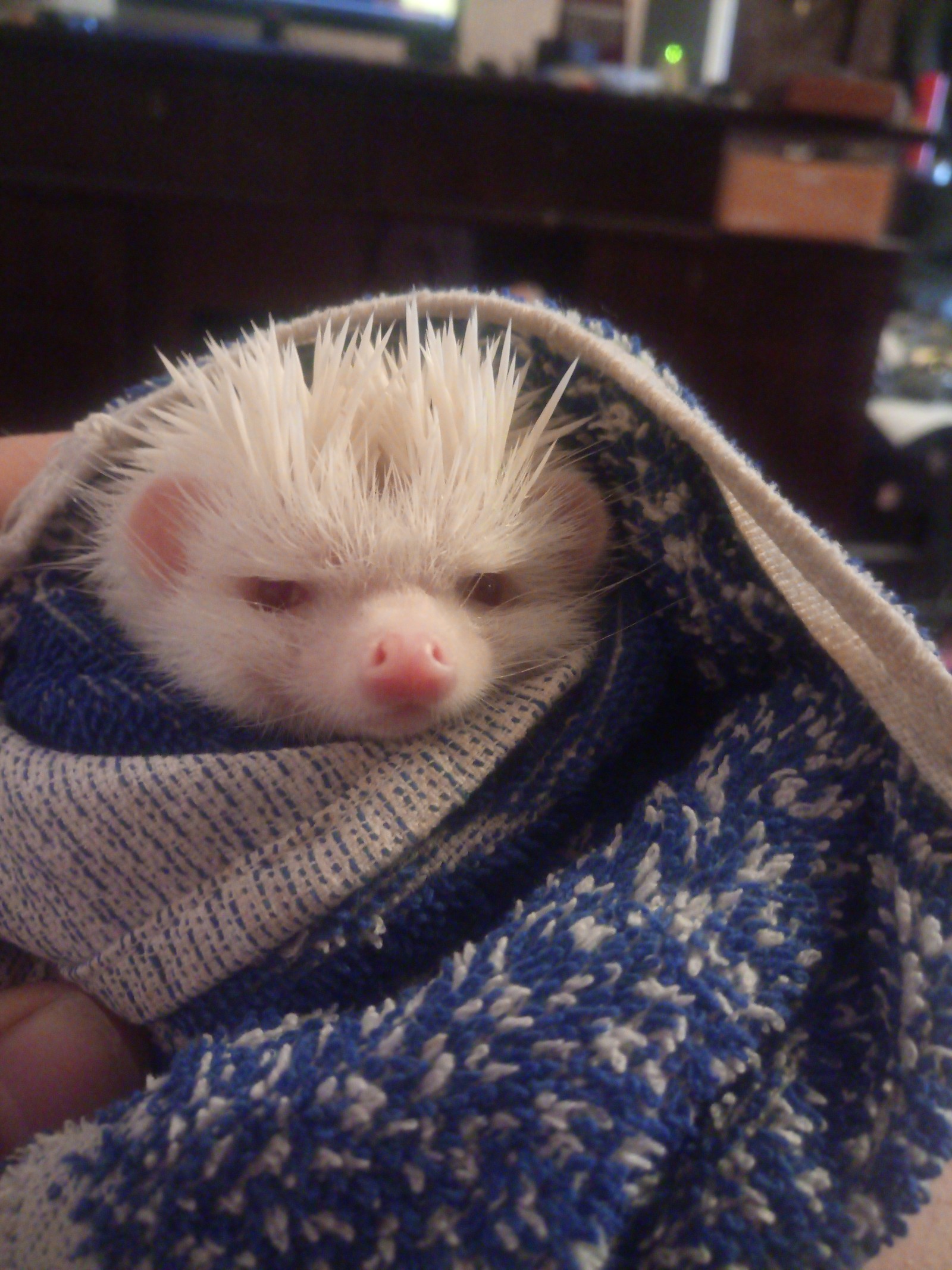 Hedgehog after bath. - My, Hedgehog, Albino, Bath, Longpost