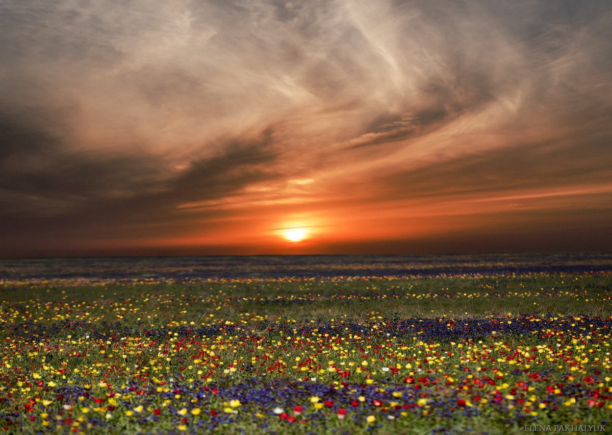 Blooming wild tulip in Crimea - OpukSky Nature Reserve, Crimea, Russia, Spring, Landscape, Nature, Longpost, The photo