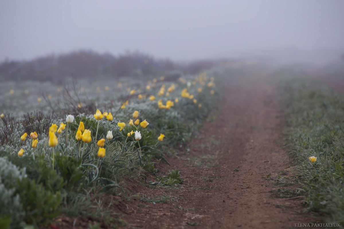 Blooming wild tulip in Crimea - OpukSky Nature Reserve, Crimea, Russia, Spring, Landscape, Nature, Longpost, The photo