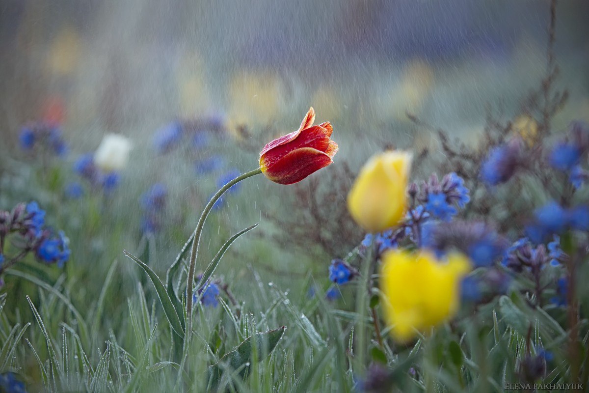 Blooming wild tulip in Crimea - OpukSky Nature Reserve, Crimea, Russia, Spring, Landscape, Nature, Longpost, The photo