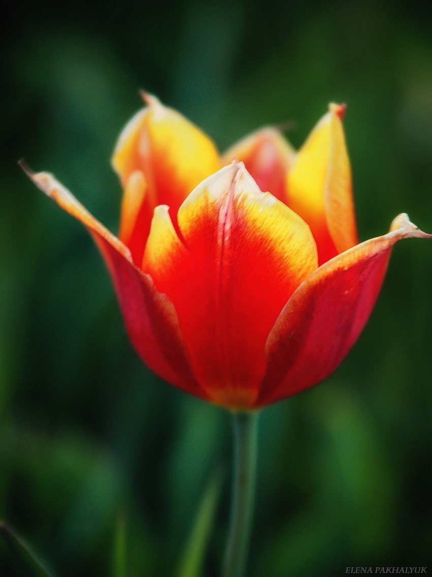 Blooming wild tulip in Crimea - OpukSky Nature Reserve, Crimea, Russia, Spring, Landscape, Nature, Longpost, The photo