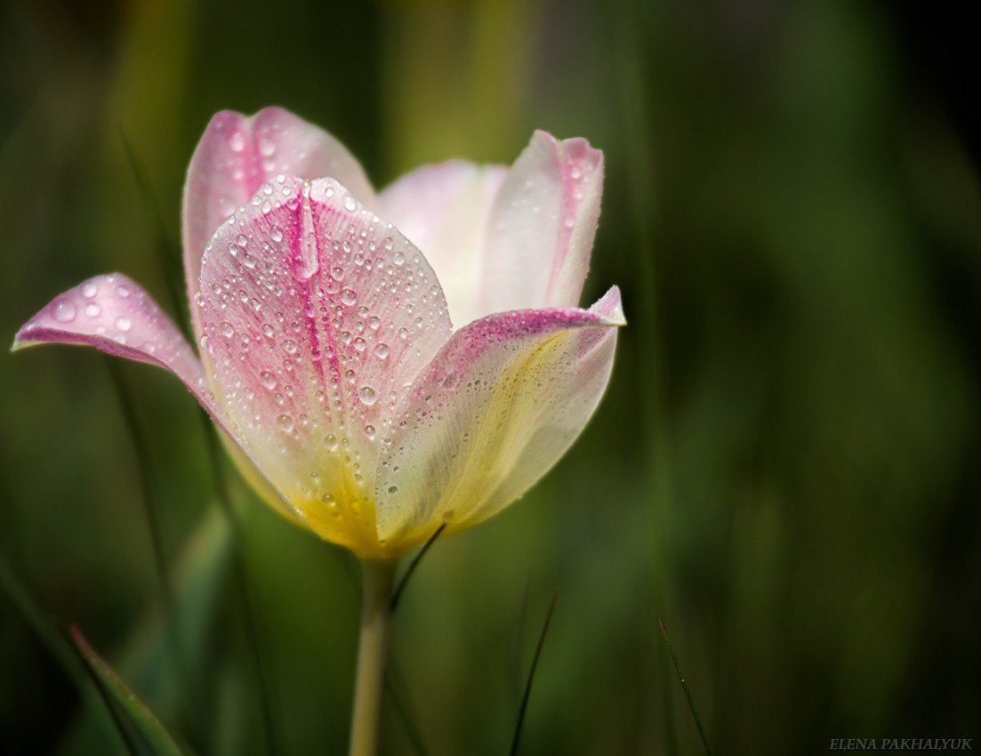 Blooming wild tulip in Crimea - OpukSky Nature Reserve, Crimea, Russia, Spring, Landscape, Nature, Longpost, The photo