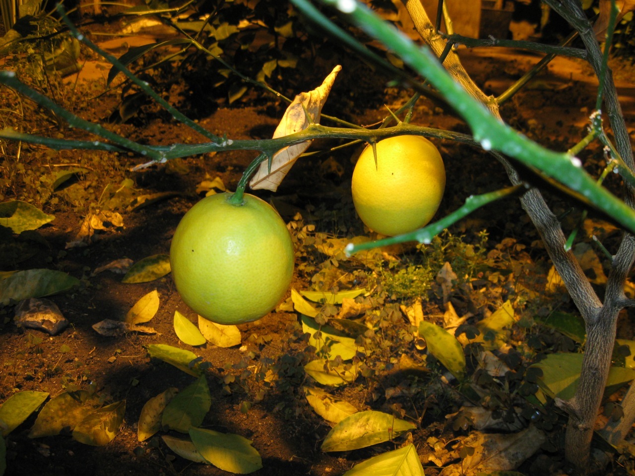 About lemons and more - My, Winter Garden, Lemon, Banana, Longpost, Magnitogorsk, The photo, Papaya