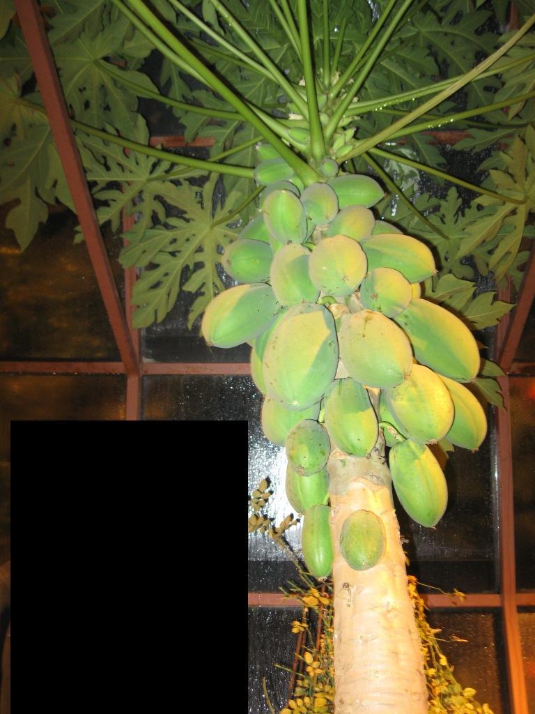 About lemons and more - My, Winter Garden, Lemon, Banana, Longpost, Magnitogorsk, The photo, Papaya