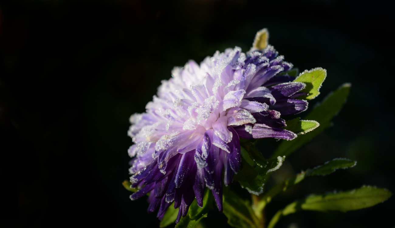 My floral dark selection - My, The photo, Flowers, Marigolds, , Asters, , Nikon d5200, 18-55 kit, Longpost