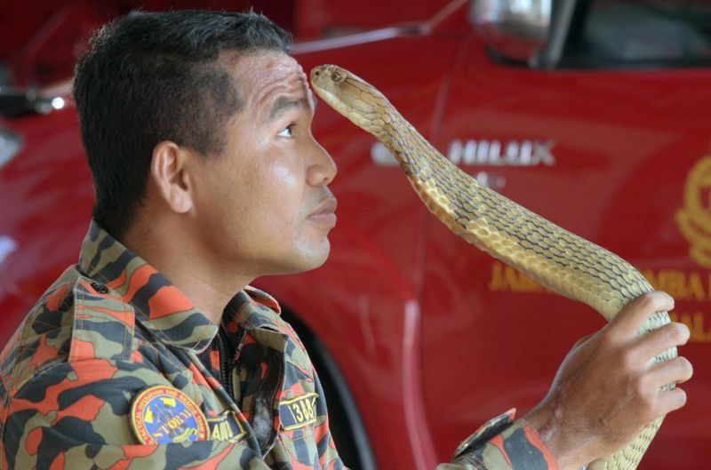 Famous snake kisser dies - My, Animals, Snake, Snake venom