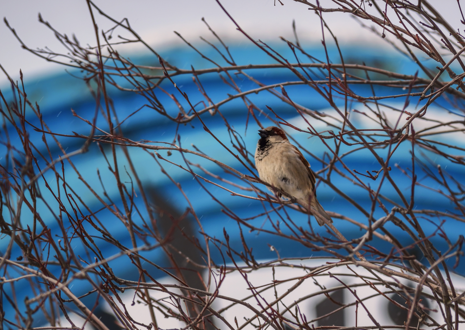 Little tomboy. - My, The photo, Sparrow, Nikon d3300