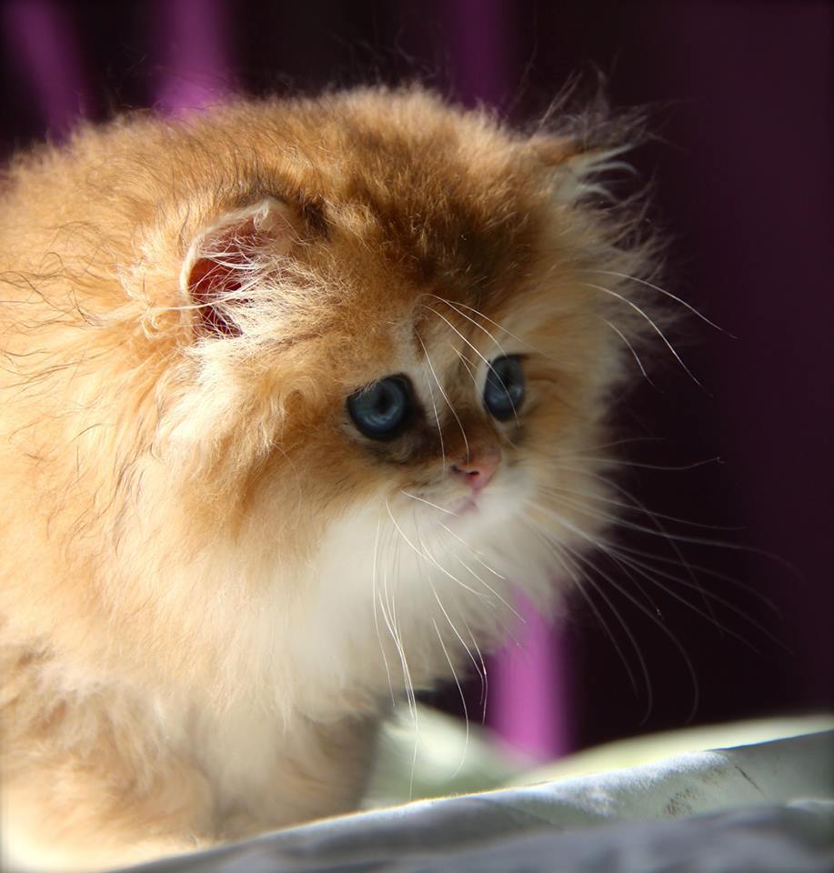 Fluffy - cat, Milota, British Golden Chinchilla