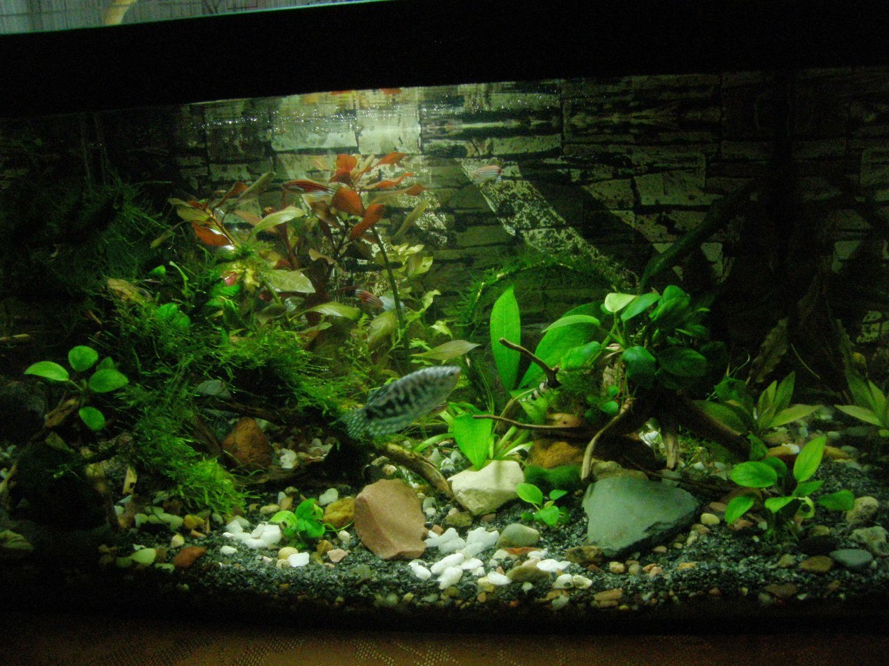 Aquarium is not difficult - My, Aquarium, Aquarium, Pets