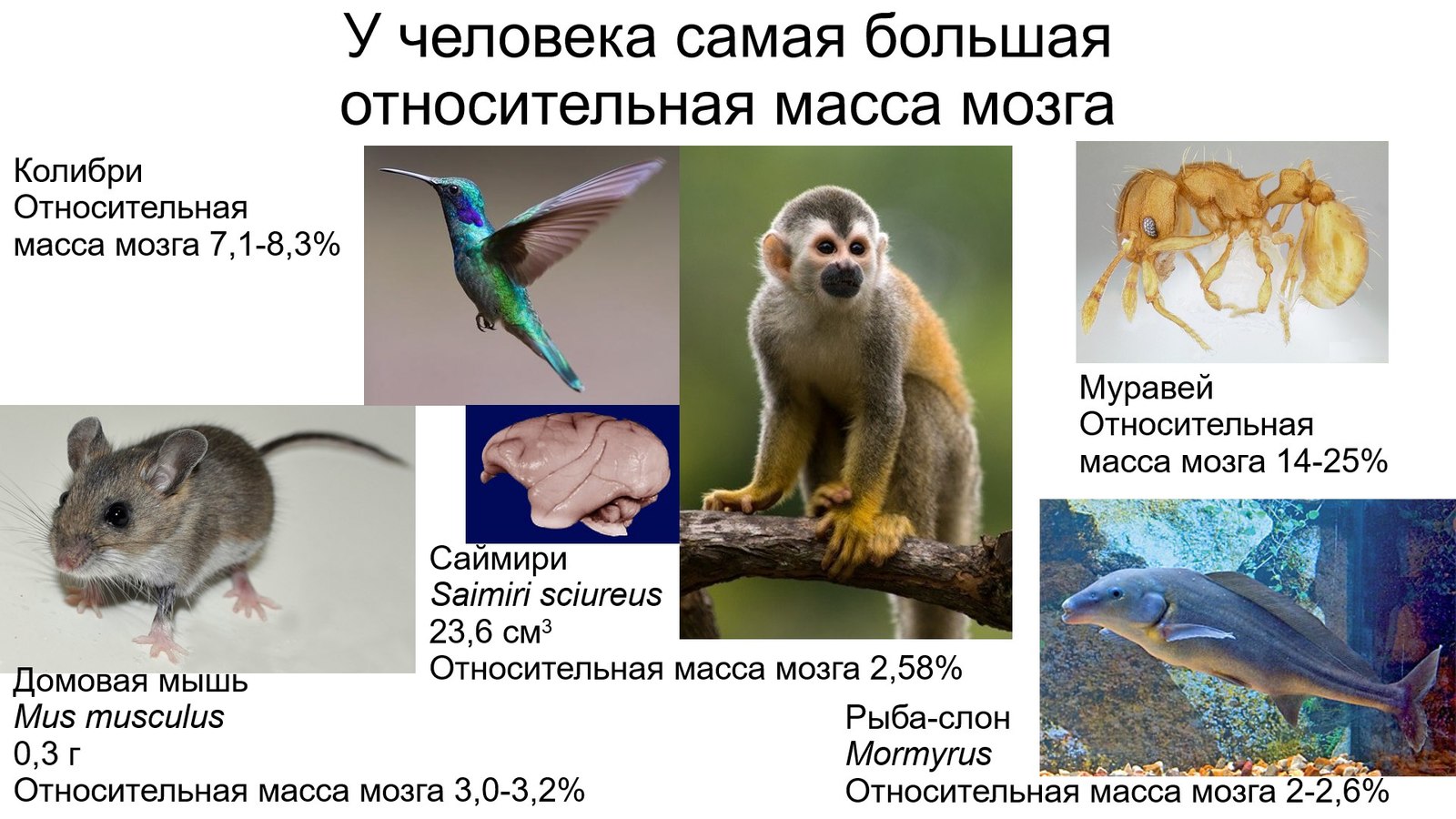 Myths about an intelligent ancestor. Did Pithecanthropes and Proconsuls shine with intellect? - Anthropogenesis, Scientists against myths, Stanislav Drobyshevsky, Intelligence, The science, Brain, Video, Longpost