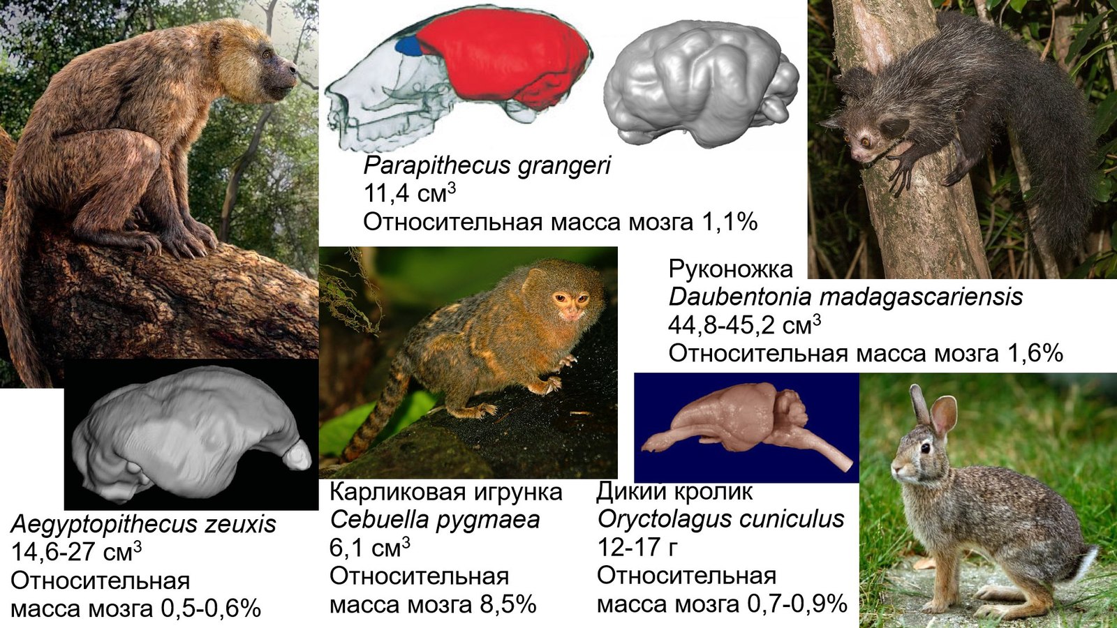 Myths about an intelligent ancestor. Did Pithecanthropes and Proconsuls shine with intellect? - Anthropogenesis, Scientists against myths, Stanislav Drobyshevsky, Intelligence, The science, Brain, Video, Longpost