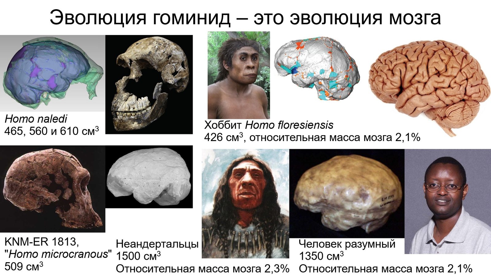 Myths about an intelligent ancestor. Did Pithecanthropes and Proconsuls shine with intellect? - Anthropogenesis, Scientists against myths, Stanislav Drobyshevsky, Intelligence, The science, Brain, Video, Longpost