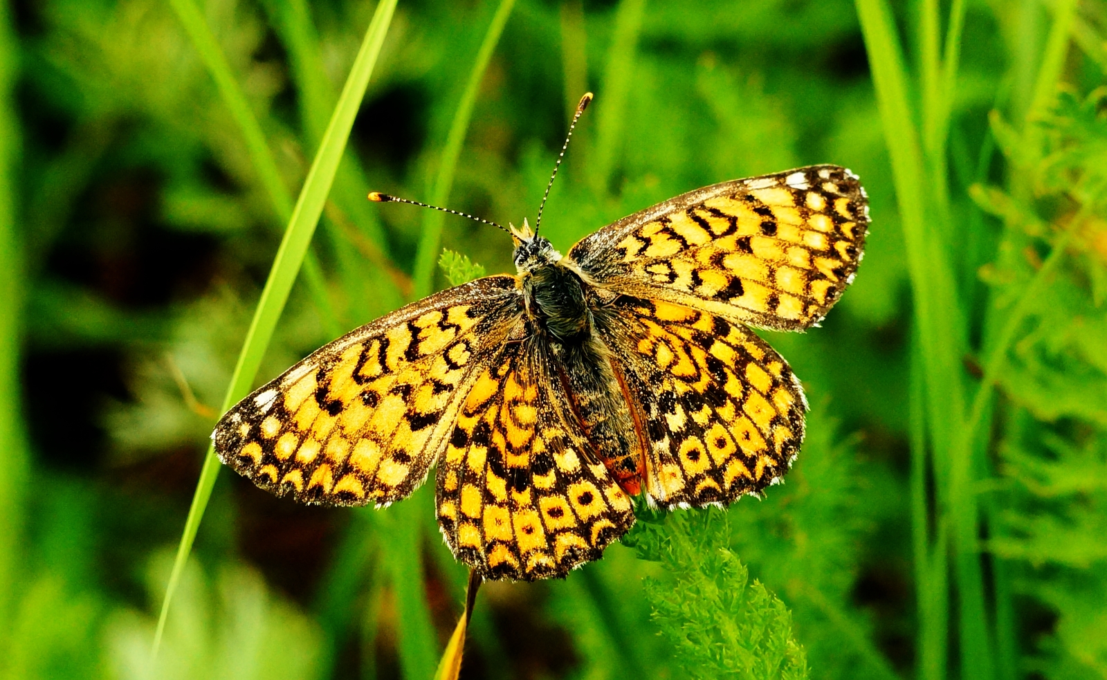 My macro world. - My, Macro photography, Insects, Lichen, The world under your feet, The photo, Macro, Butterfly, Longpost