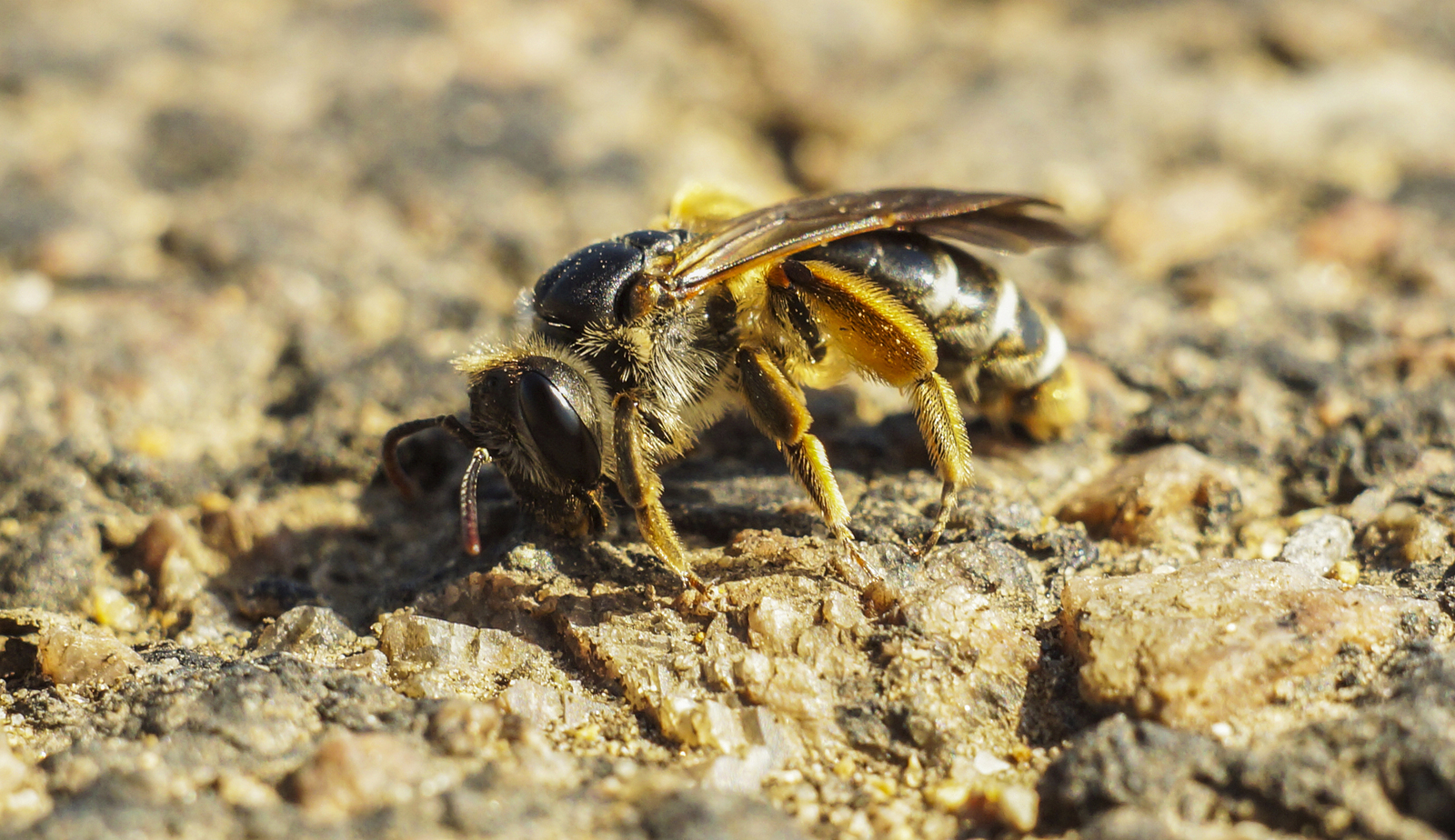 My macro world. - My, Macro photography, Insects, Lichen, The world under your feet, The photo, Macro, Butterfly, Longpost