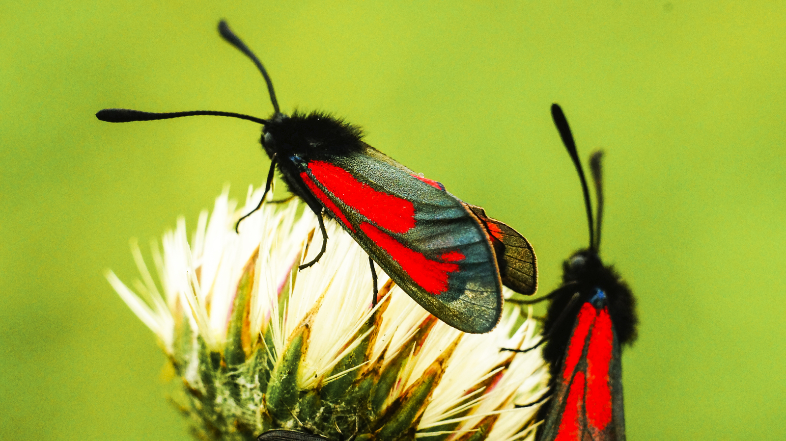 My macro world. - My, Macro photography, Insects, Lichen, The world under your feet, The photo, Macro, Butterfly, Longpost