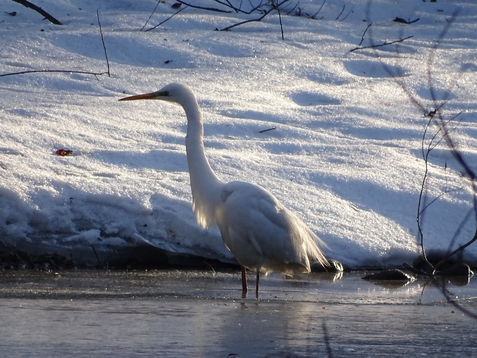 Encounter with a Great Egret on the Razdolnaya River, Primorsky Territory, Oktyabrsky District. - My, Birds, Egret, Primorsky Krai, Razdolnaya River, Oktyabrsky District, Pokrovka, Longpost