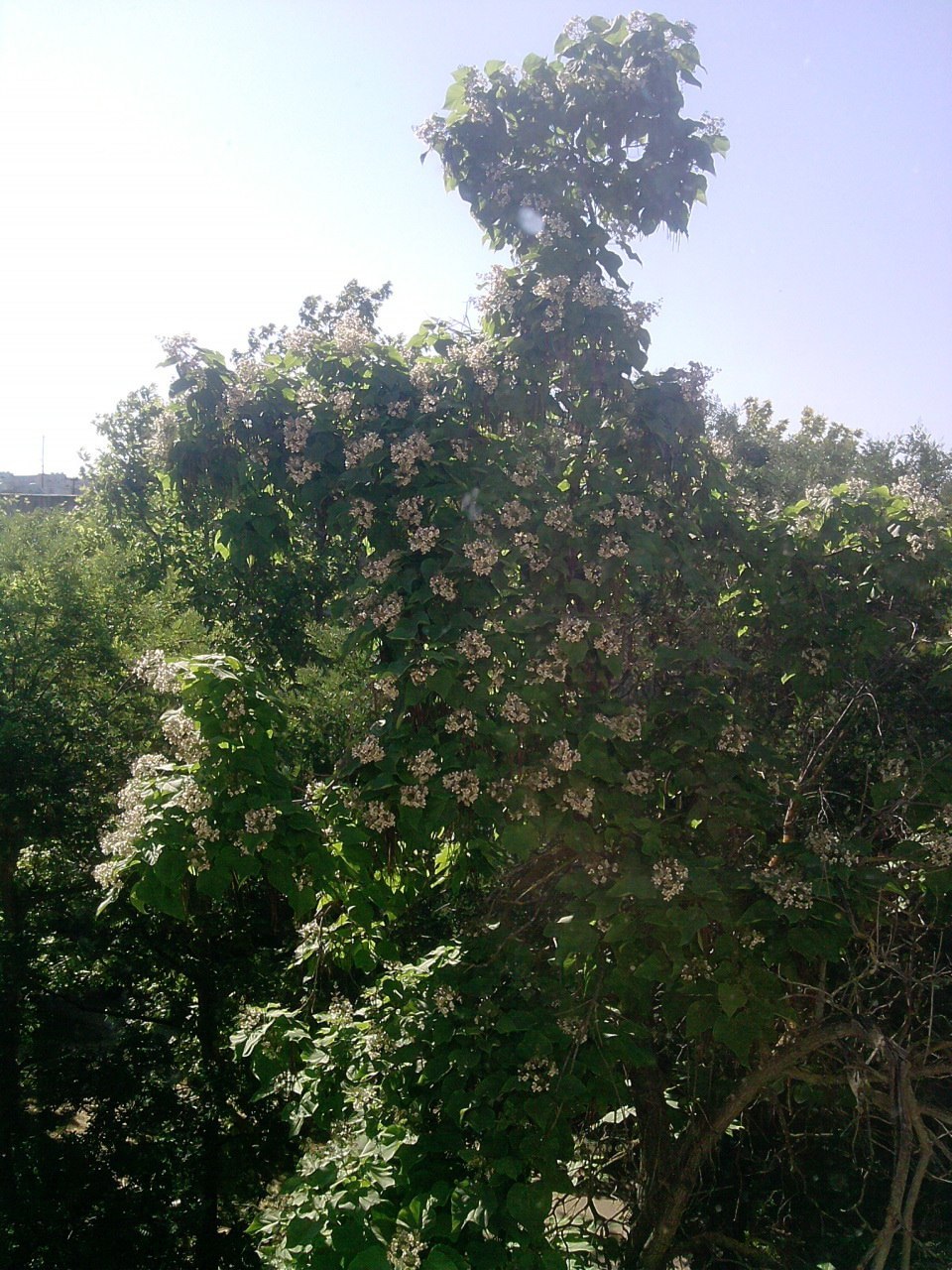 The story of another tree - My, Tree, View from the window, Time is running, I miss, Longpost