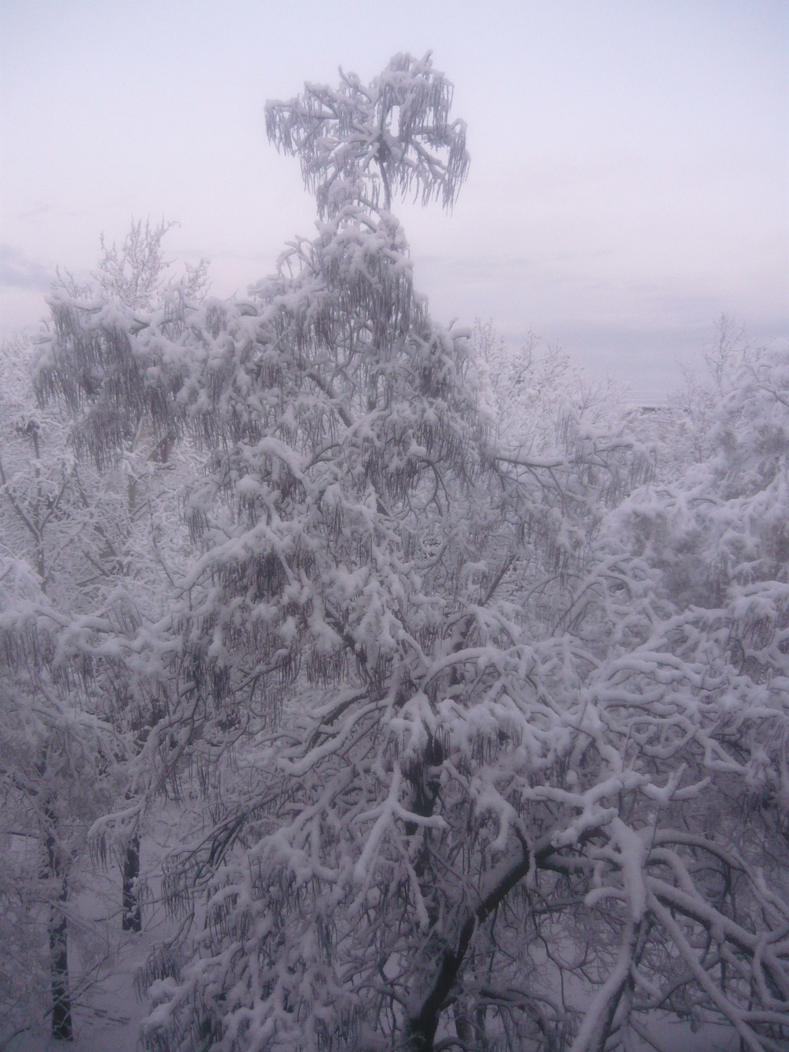 The story of another tree - My, Tree, View from the window, Time is running, I miss, Longpost