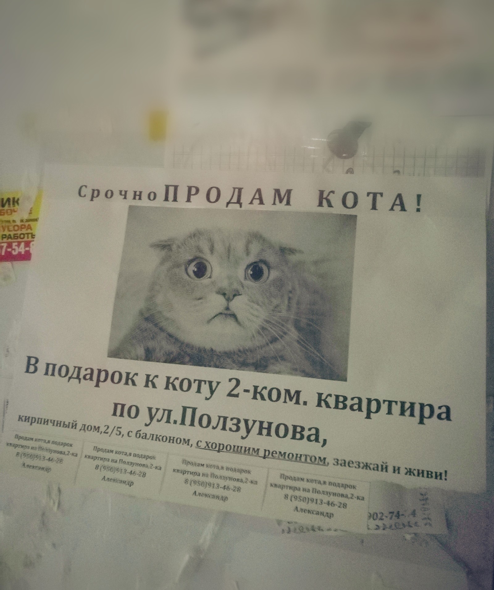 Продам кота! | Пикабу