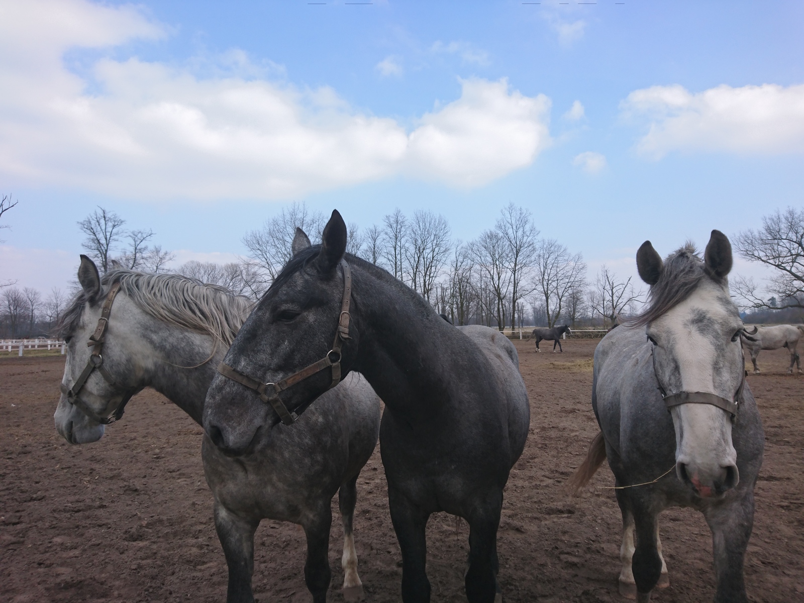 Horses in apples... - My, Czech, Horses, Horses, Longpost