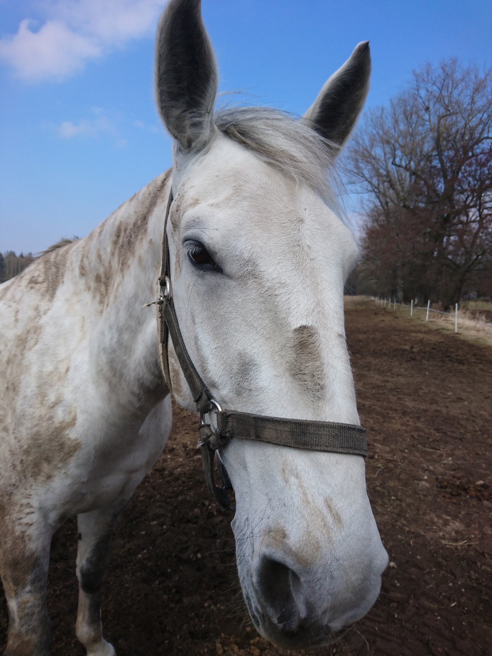 Horses in apples... - My, Czech, Horses, Horses, Longpost