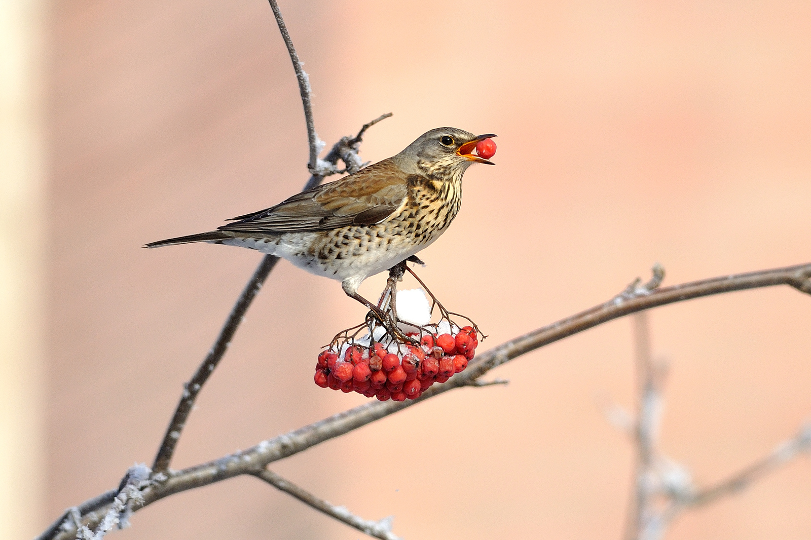 Everyone loves berries - My, Birds, Winter, Longpost