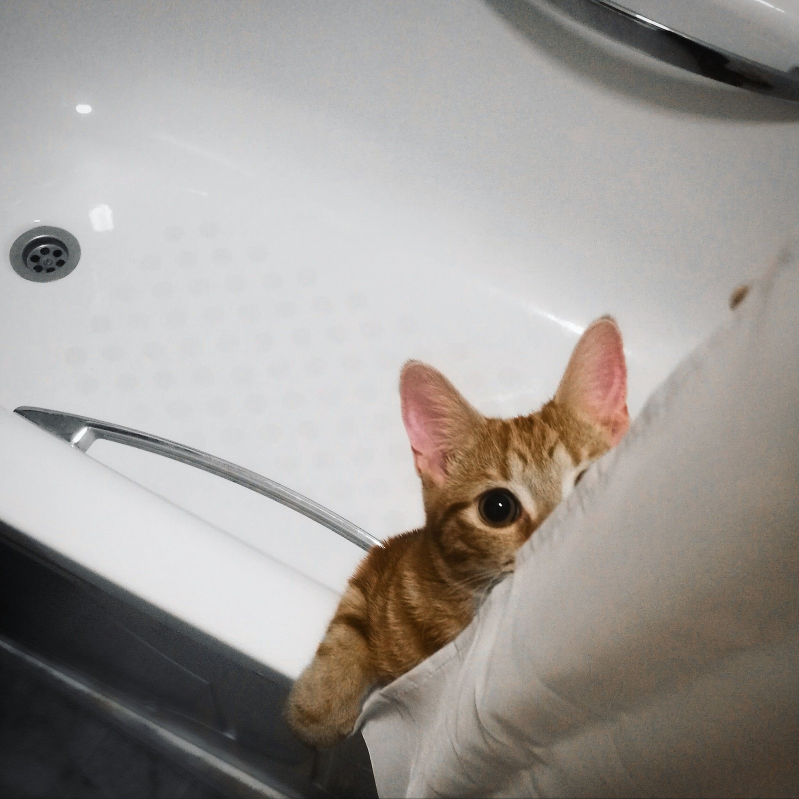 I'm watching you man - My, Redheads, Bonya, Catomafia, cat