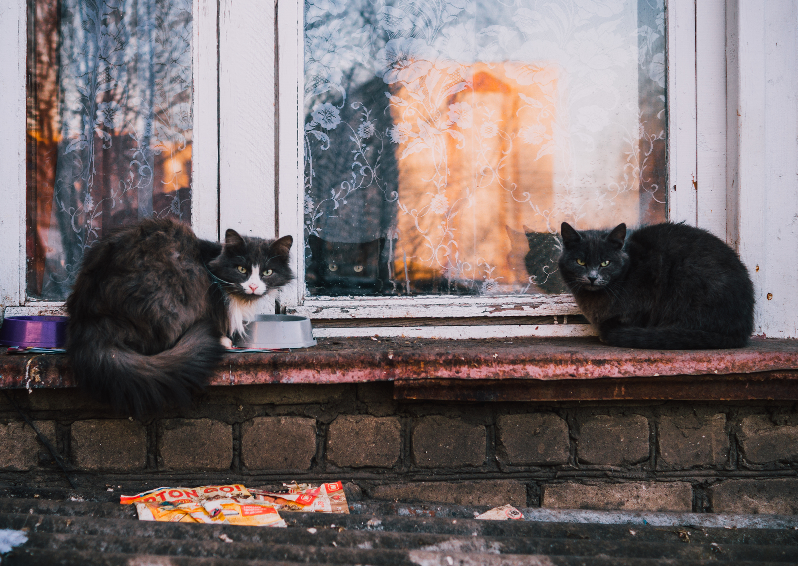 Big brothers is watching you - My, cat, Spring, Weather, Aesthetics, The photo