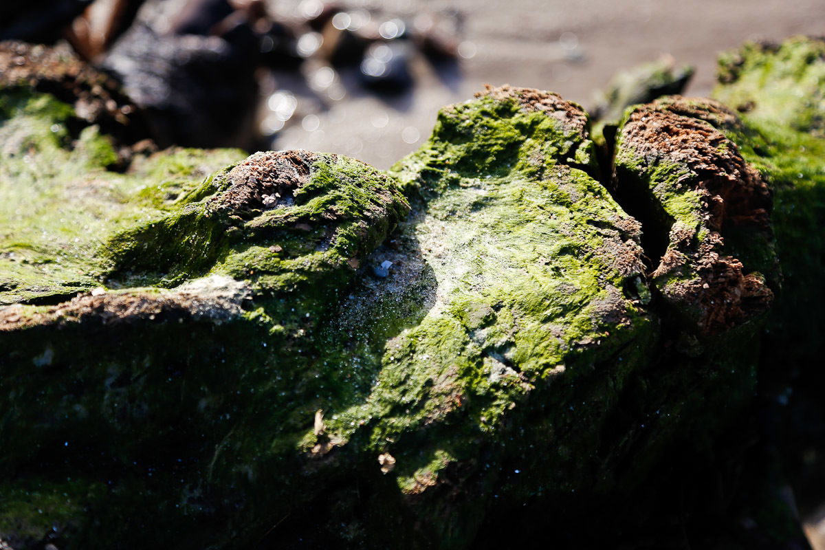 The roots of an ancient forest appeared from under the water in Zelenogradsk - Sea, Interesting, Nature, Beach, Longpost