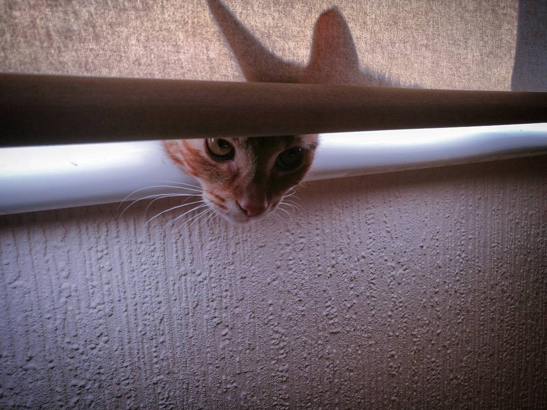 I'm watching you man - My, Redheads, Bonya, Catomafia, cat