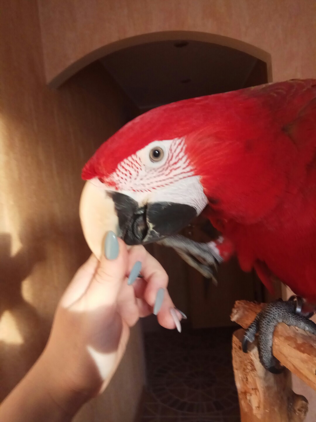 Macaw parrot at home, myths and reality) - My, A parrot, Pets, Gossip, Longpost, Birds