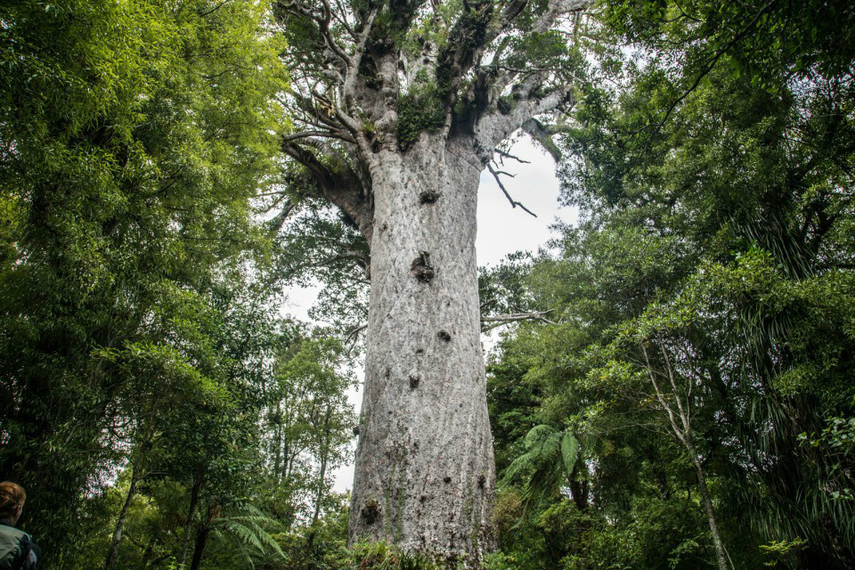 The unique flora and fauna of New Zealand - New Zealand, Nature, Animals, Flora, Fauna, Travels, Longpost, The photo