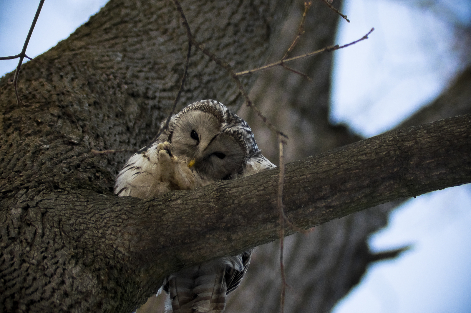 Long-tailed owl - My, Owl, Tawny owl, Long-tailed owl, Birds, Predator birds, Paws, Photo hunting, Longpost