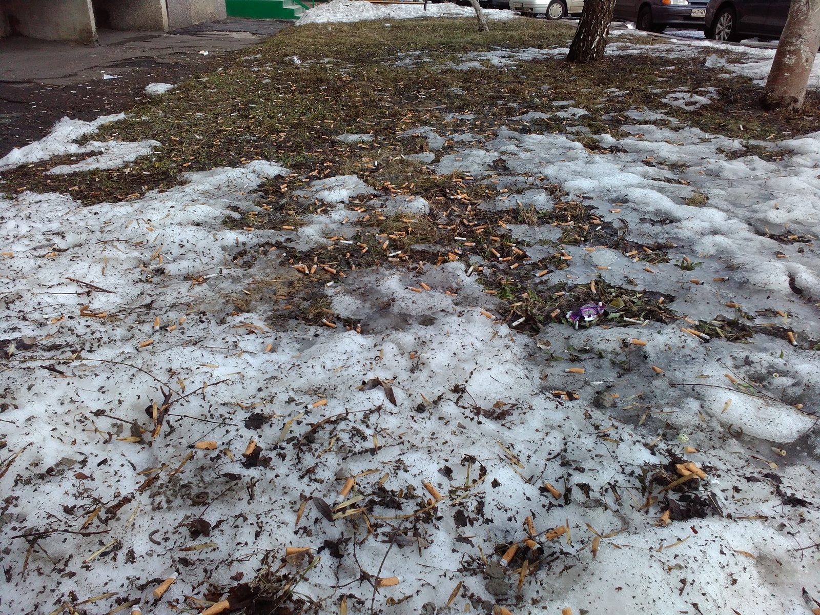 Snowdrops. - My, Snowdrops, Cigarette butts, Disgusting, Snowdrops flowers