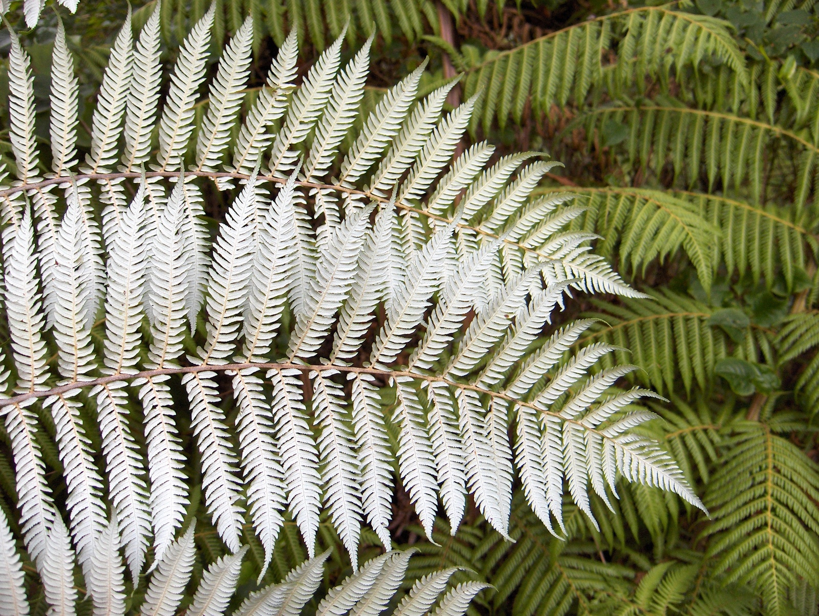 The unique flora and fauna of New Zealand - New Zealand, Nature, Animals, Flora, Fauna, Travels, Longpost, The photo