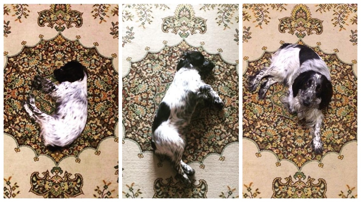 Continuation of acquaintance - My, Dog, Spaniel, Russian spaniel, Longpost, The photo