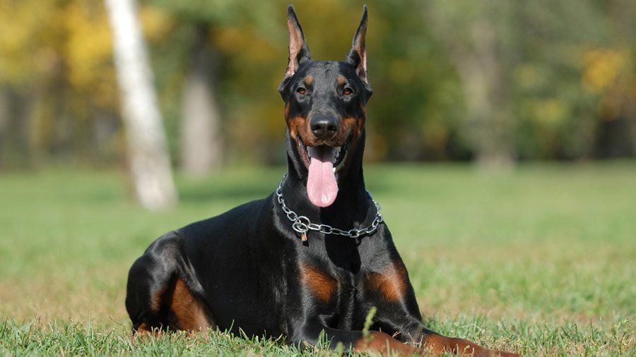 Doberman - Diana Udovichenko, Animals, Longpost