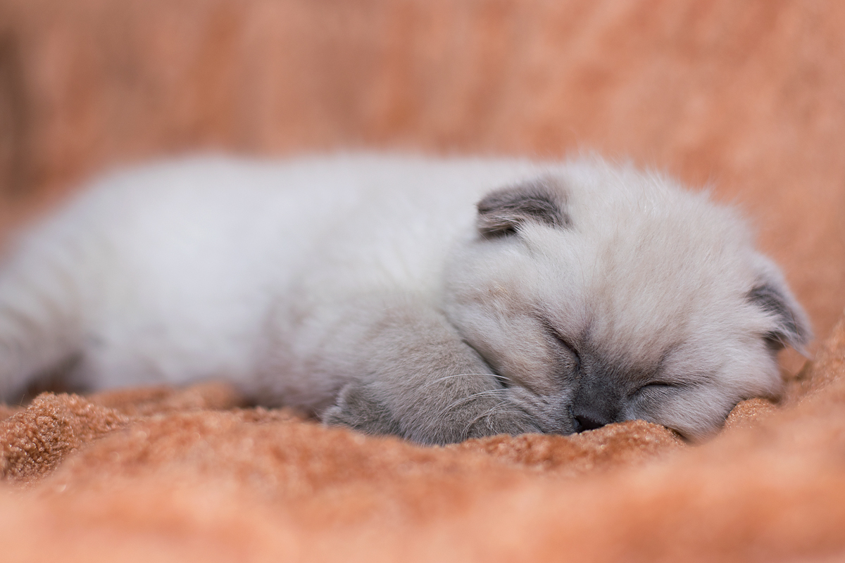 Scottish fold kitten. - My, cat, Scottish lop-eared, Longpost, Fatigue, Animalistics